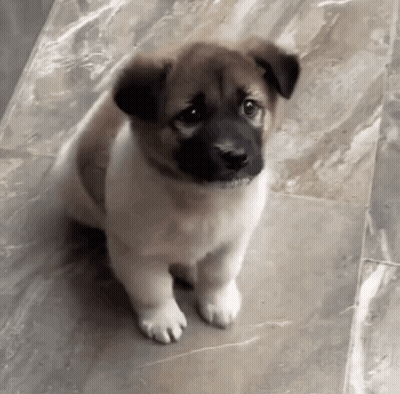 A Small Brown And White Puppy Is Sitting On A Tiled Floor GIF