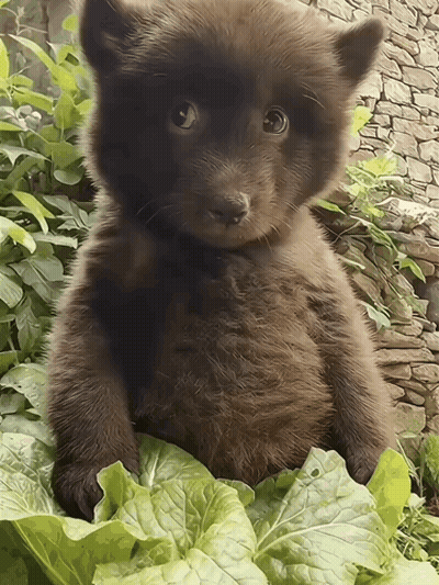 A Small Brown Bear Is Sitting On A Green Leaf GIF