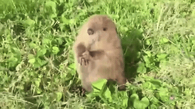 A Small Brown Beaver Is Standing In The Grass Eating A Nut . GIF