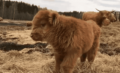 A Small Brown Cow Is Standing In A Field Of Dry Grass . GIF