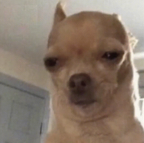 A Small Brown Dog Is Looking At The Camera With A Serious Look On Its Face . GIF