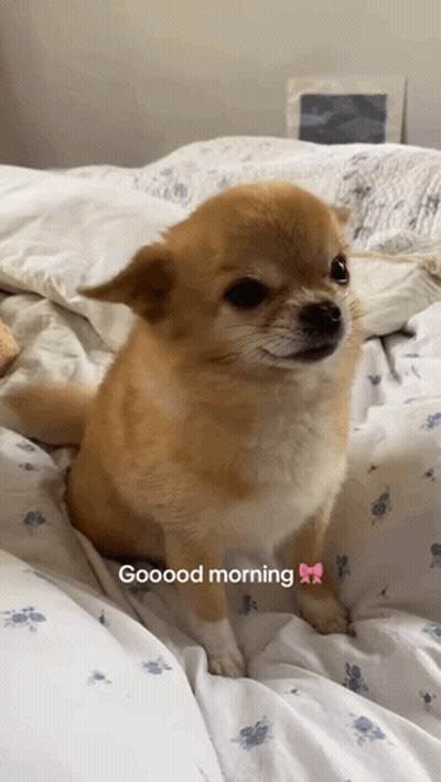 A Small Brown Dog Is Sitting On A Bed With The Words Goood Morning On The Bottom GIF