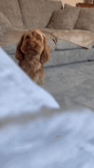 A Small Brown Dog Is Sitting On A Couch In A Living Room GIF