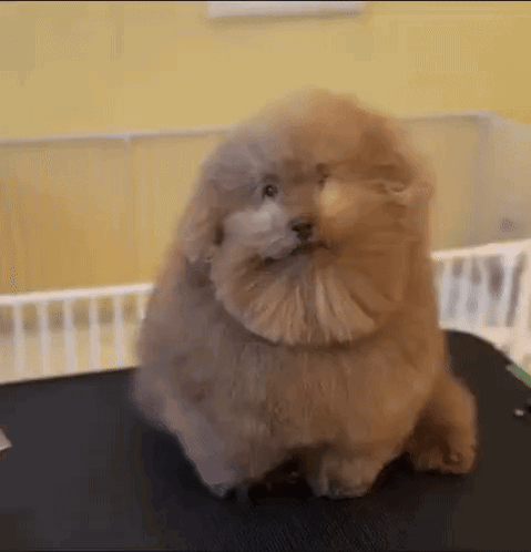 A Small Brown Dog Is Sitting On A Table In A Room . GIF