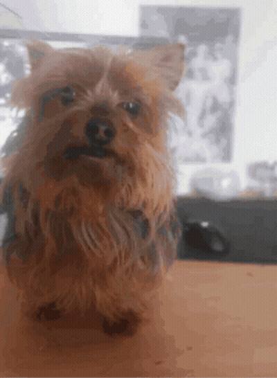 A Small Brown Dog Is Sitting On A Table Looking At The Camera GIF