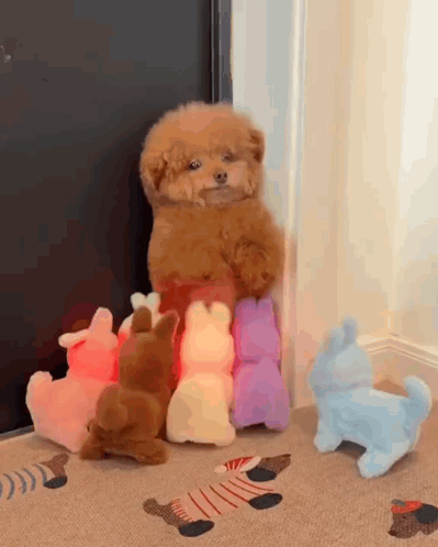A Small Brown Dog Is Standing Next To A Bunch Of Stuffed Animals On The Floor . GIF