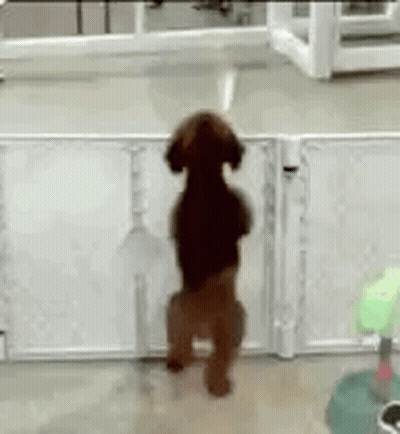 A Small Brown Dog Is Standing On Its Hind Legs In Front Of A White Fence . GIF