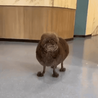 A Small Brown Dog Is Standing On Its Hind Legs On A Blue Floor In A Room . GIF
