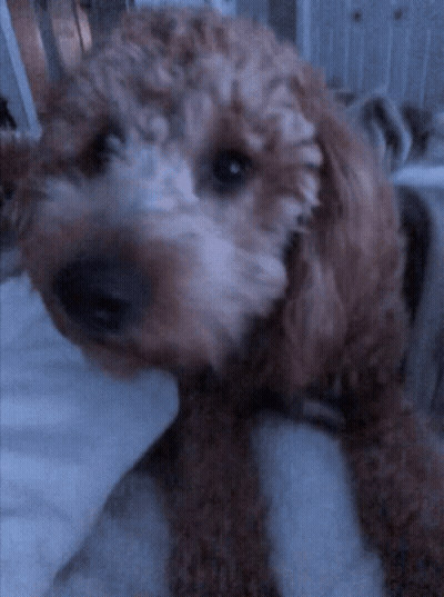 A Small Brown Dog Laying On A Bed With A White Blanket GIF