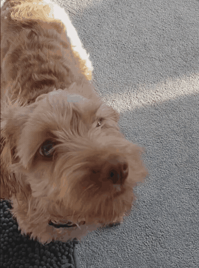 A Small Brown Dog Laying On A Carpet Looking Up GIF