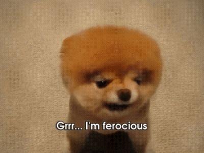A Small Brown Dog Says I 'M Ferocious GIF