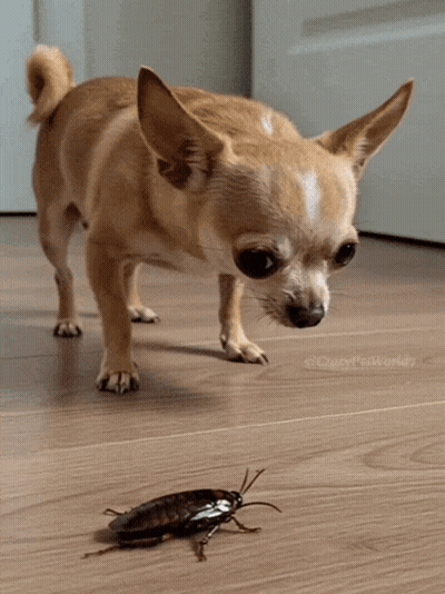 A Small Brown Dog Standing Next To A Cockroach On The Floor GIF