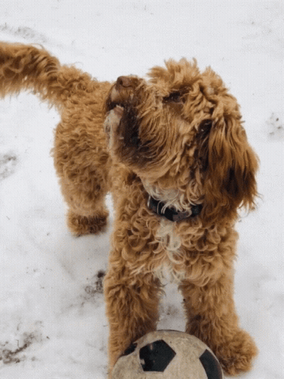 A Small Brown Dog Standing Next To A Soccer Ball In The Snow GIF