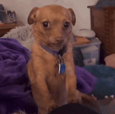 A Small Brown Dog Wearing A Blue Collar And A Blue Tag GIF
