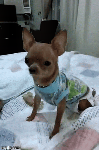 A Small Brown Dog Wearing A Blue Shirt Is Laying On A Bed GIF