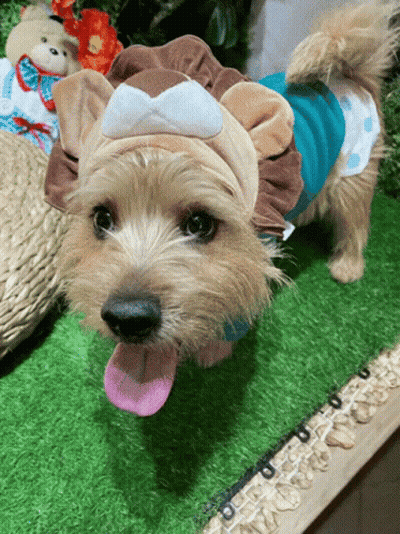 A Small Brown Dog Wearing A Lion Costume With Its Tongue Hanging Out GIF