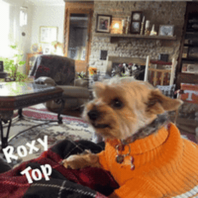 A Small Brown Dog Wearing An Orange Sweater Is Sitting On A Blanket In A Living Room GIF