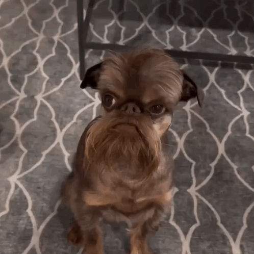 A Small Brown Dog With A Long Beard Sitting On A Rug GIF