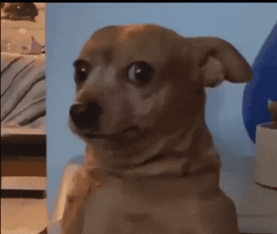 A Small Brown Dog With A Surprised Look On His Face GIF