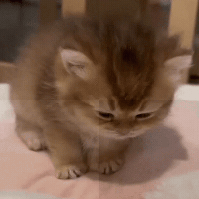 A Small Brown Kitten Is Sitting On A Pink Blanket On A Bed . GIF