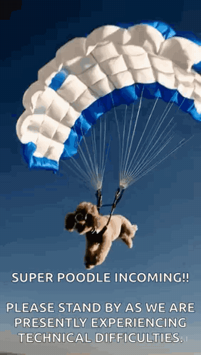 A Small Brown Poodle Is Flying Through The Air With A Parachute . GIF