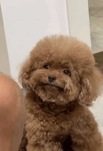A Small Brown Poodle Is Sitting Next To A Person 'S Knee And Looking At The Camera . GIF