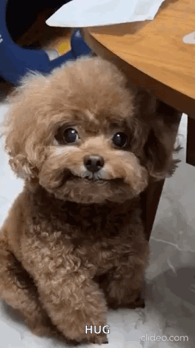 A Small Brown Poodle Is Sitting Next To A Table And Smiling . GIF