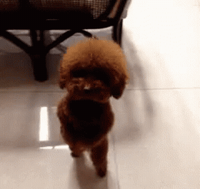 A Small Brown Poodle Is Standing On Its Hind Legs On A Tiled Floor GIF