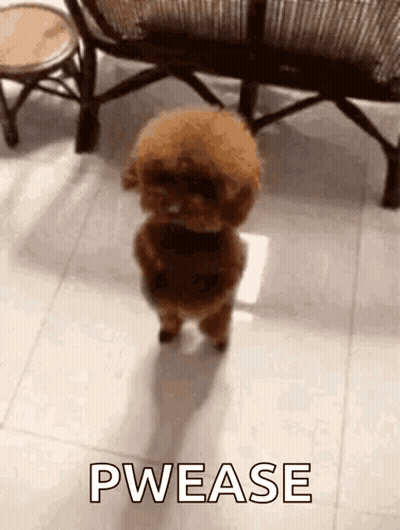 A Small Brown Poodle Is Standing On Its Hind Legs On A Tiled Floor In A Living Room . GIF