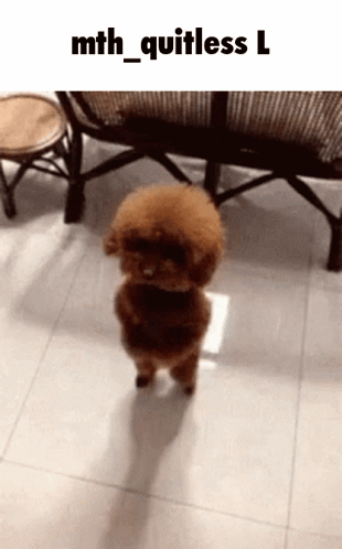 A Small Brown Poodle Standing On Its Hind Legs With The Caption Mth_quitless L. GIF
