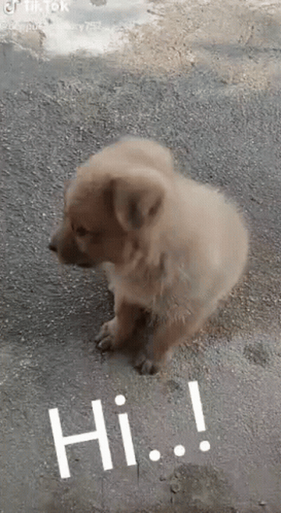 A Small Brown Puppy Is Sitting On The Ground And Looking At The Camera . GIF