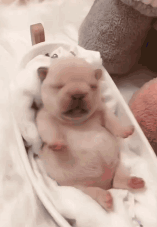 A Small Brown Puppy Is Sleeping In A Crib With Its Eyes Closed GIF
