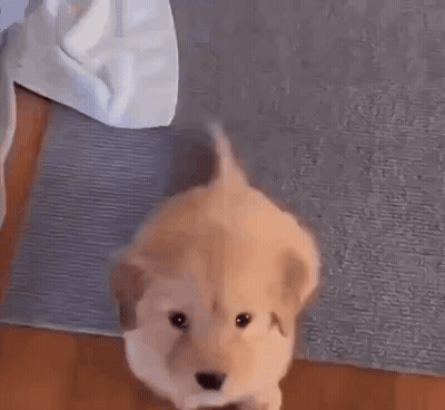 A Small Brown Puppy Is Standing On A Wooden Floor . GIF