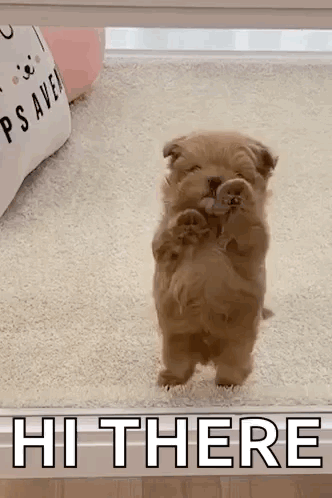 A Small Brown Puppy Is Standing On Its Hind Legs In Front Of A Sign That Says `` Hi There '' . GIF