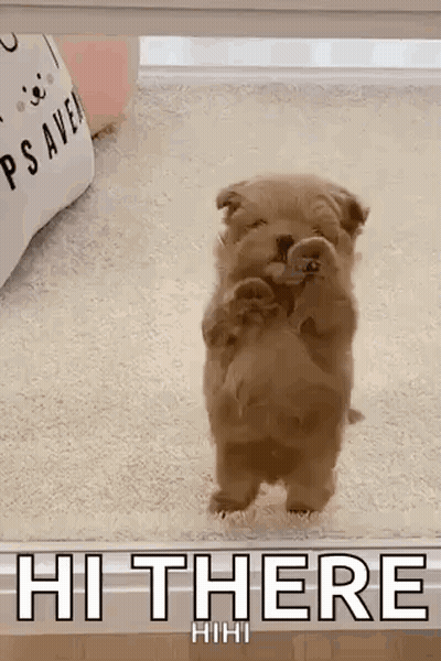A Small Brown Puppy Is Standing On Its Hind Legs On A Carpet And Says Hi There . GIF