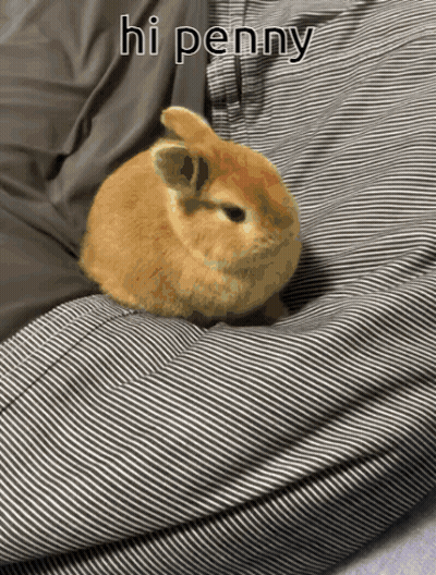A Small Brown Rabbit Is Laying On A Striped Blanket With The Words Hi Penny Written Above It GIF