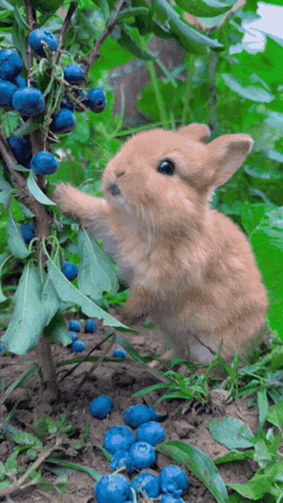 A Small Brown Rabbit Is Reaching For Blueberries On A Tree GIF