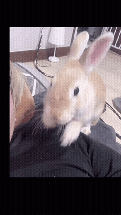 A Small Brown Rabbit Is Sitting On A Person 'S Shoulder GIF