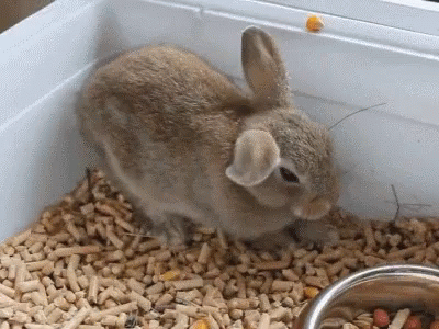 A Small Brown Rabbit Is Sitting On A Pile Of Wood Pellets Next To A Metal Bowl Of Food GIF