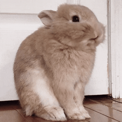 A Small Brown Rabbit Is Sitting On A Wooden Floor In Front Of A White Door GIF