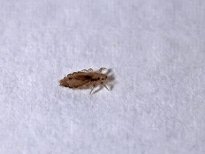 A Small Bug Is On A White Surface Under The Words Amk Yer Bitti GIF