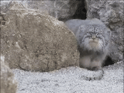 A Small Cat Is Laying On The Ground Between Two Rocks . GIF