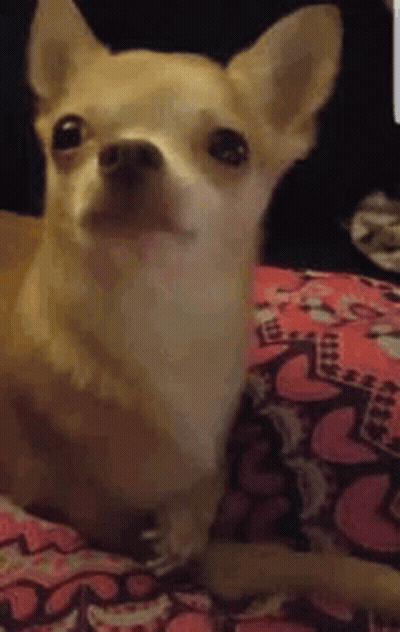 A Small Chihuahua Dog Is Laying On A Blanket On A Bed . GIF