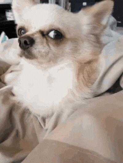 A Small Chihuahua Dog Is Sitting On A Bed With A Blanket On It . GIF