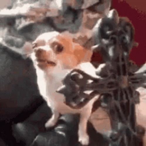 A Small Chihuahua Dog Is Sitting On A Couch Next To A Statue . GIF