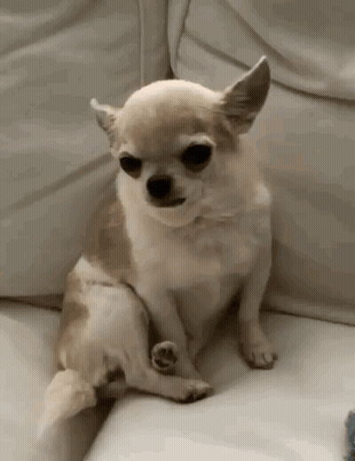 A Small Chihuahua Is Sitting On A White Couch . GIF