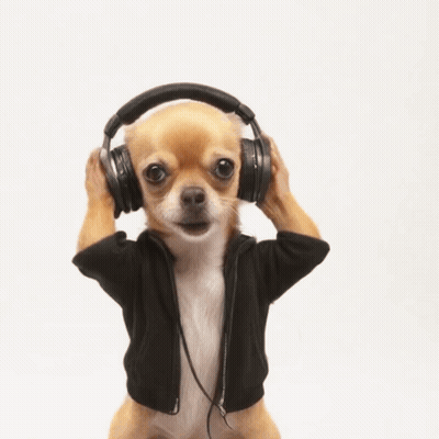 A Small Chihuahua Wearing Headphones And A Black Jacket GIF