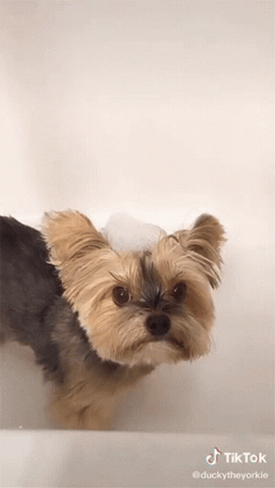 A Small Dog In A Bathtub With Bubbles On Its Head And A Tiktok Watermark GIF