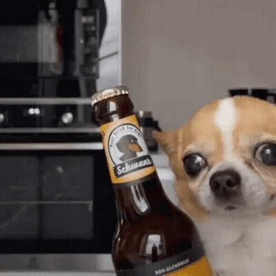 A Small Dog Is Holding A Bottle Of Beer In Front Of It . GIF