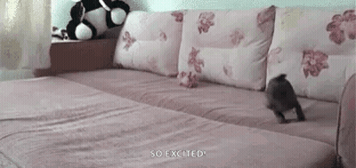 A Small Dog Is Jumping On A Couch In A Living Room . GIF